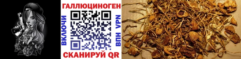 Псилоцибиновые грибы Cubensis  Кохма 